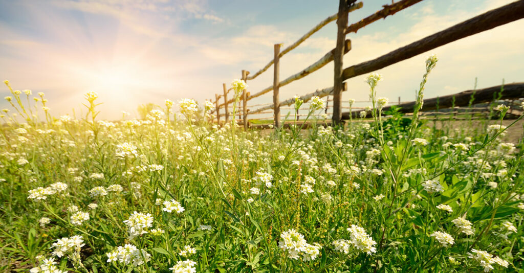 Rejoicing to confess