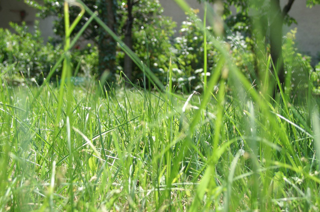 By Luca Nebuloni (https://www.flickr.com/photos/nebulux/505569483/) [CC BY 2.0 (http://creativecommons.org/licenses/by/2.0)], via Wikimedia Commons