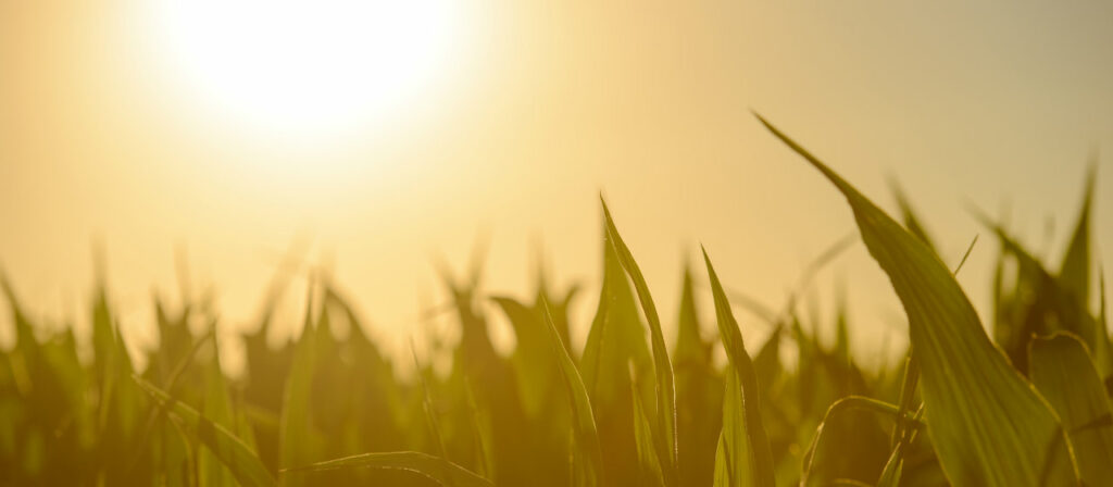 Where have all the Christians gone?