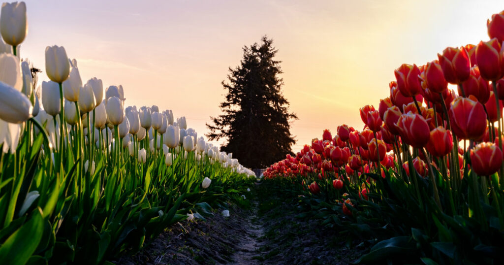 The miracle truce of Christmas