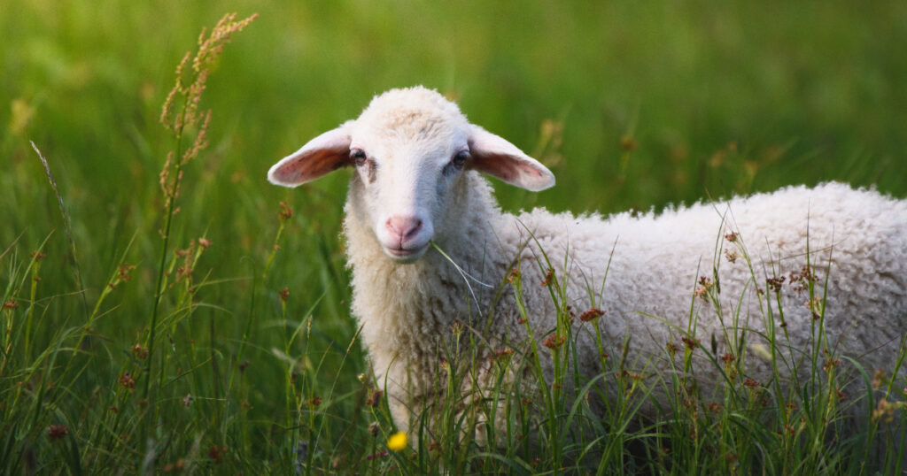 We shall not want: On Psalm 23