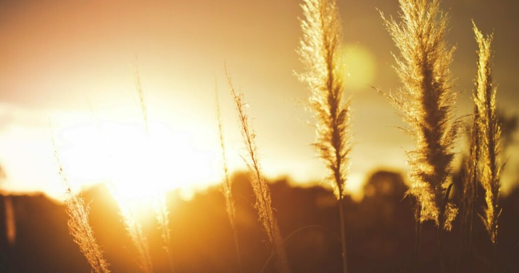 O give thanks to the Lord